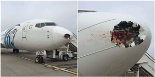 Hi hữu: mũi máy bay bị vỡ sau khi đâm phải… một con chim