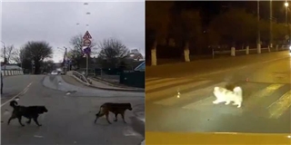 Phát hiện những chú chó tuân thủ luật giao thông hơn cả con người