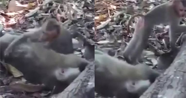Không tin mẹ đã chết, khỉ con mãi ngồi ôm xác