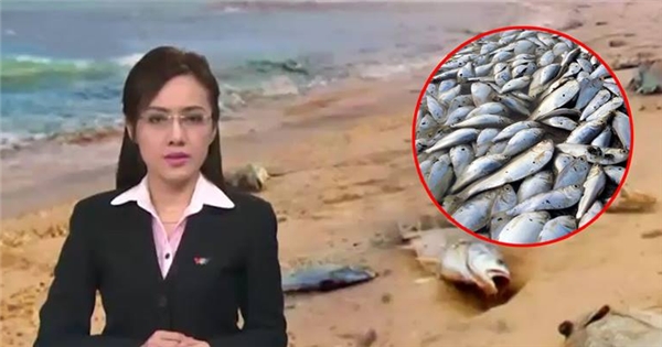 Đây là nguyên nhân khiến cá chết hàng loạt tại miền Trung