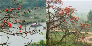 "Chỉ điểm" teen Hà Thành 3 điểm chụp hoa gạo đẹp ngất ngây mùa này