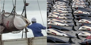Nhật Bản đánh bắt cá voi để nghiên cứu khoa học?