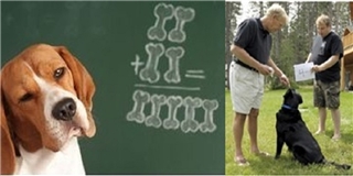 Tròn xoe mắt trước “tài năng toán học” của những chú chó thông minh