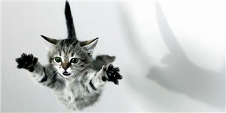Vì sao loài mèo luôn bình thản khi đáp xuống từ trên cao?