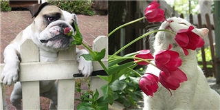 Khi động vật muôn loài cũng biết thưởng hoa