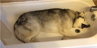 Cún Husky khóc nhè vì...không được chơi với nước