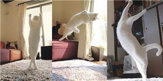 Choáng với chú mèo nhảy ballet điêu luyện thần sầu