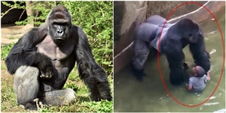 Vụ em bé rơi vào chuồng khỉ đột: có thể đã giết oan con vật vô tội