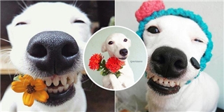 Truy tìm chú chó đẹp hơn hoa gây sốt cộng đồng mạng