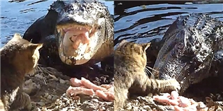 Đây là chú mèo bà nội cá sấu hot nhất mạng xã hội tuần qua