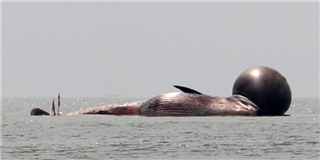 Cá voi chết ở biển Nghệ An