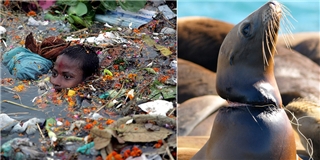 Loạt ảnh chấn động thế giới về đại dương rác