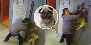 Video anh hùng cứu chó thoát tai nạn thang máy sẽ khiến bạn ấm lòng