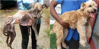 Rơi nước mắt trước chùm ảnh trước và sau khi cún hoang được nhận nuôi