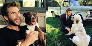 Tan chảy trước hình ảnh hôn phu Miley và những chú chó được nhận nuôi