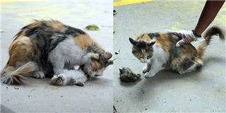 Đau xót cảnh mèo mẹ ôm khư khư xác mèo con kiên quyết không rời