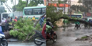 Dông lốc tại Sài Gòn, cây bật gốc đè người đi đường