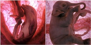 Những hình ảnh gây ấn tượng về bào thai của động vật