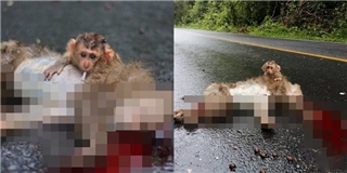 Hình ảnh thương tâm của chú khỉ con ngồi ôm thi thể người mẹ đã chết.