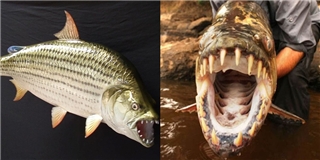 Hoảng hốt loài thủy quái ăn thịt người được nuôi như cá cảnh ở Hà Nội