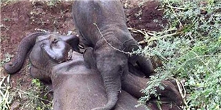 Chú voi con 3 tuổi gào khóc bên xác mẹ suốt hơn một ngày ròng rã