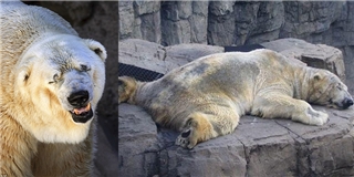 Đau lòng giây phút cuối đời của chú gấu Bắc cực buồn nhất thế giới