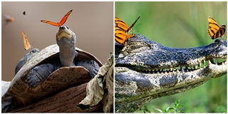 Hiện tượng kì lạ: bướm uống nước mắt của cá sấu