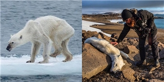 Bức ảnh chú gấu Bắc Cực gầy giơ xương khiển cả thế giới bàng hoàng