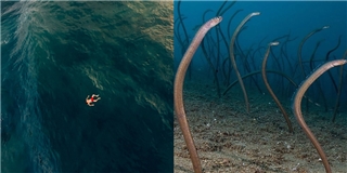 Những hình ảnh kinh dị khiến bạn không dám thò chân xuống biển