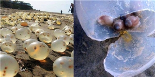 Sốc trước những quả trứng của người ngoài hành tinh dọc bãi biển