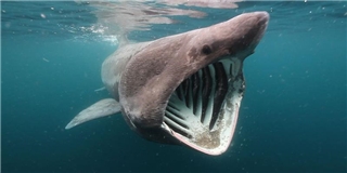 Phát hiện loài cá mập lạ có hàm răng khó giải thích
