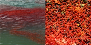 Kinh ngạc với sinh vật lúc nhúc khiến một vùng biển đỏ rực như máu