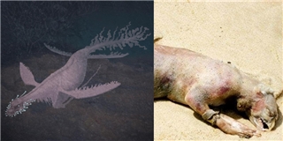 Những quái vật biển có thật từng gây chấn động toàn thế giới
