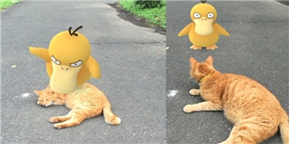 Pokemon cả gan ra đời thực chọc giận một chú mèo và cái kết bất ngờ