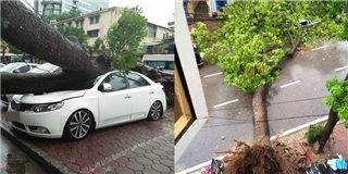 Hà Nội: cây đổ chắn ngang đường, chèn nát xe hơi vì mưa bão