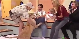 Kinh hoàng sư tử tấn công bé gái trên sóng truyền hình
