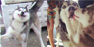 15 bức ảnh chứng minh chó Husky là thánh biểu cảm của năm