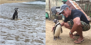 Chú chim cánh cụt vượt 8000km mỗi năm để thăm ân nhân lúc nhỏ