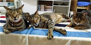 Xúc động câu chuyện về “tình anh em” của ba chú mèo hoang khiếm thị