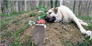 Rơi nước mắt với chú chó trung thành nằm cạnh mộ người chủ đã mất