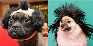 Loạt ảnh chứng minh đội tóc giả cho cún chẳng khác bạo hành chúng