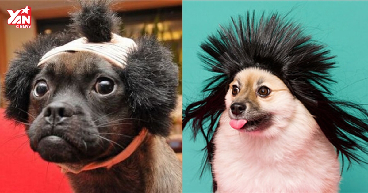 Bạn có biết đội tóc giả bạo hành chó là một hành động vô cùng tàn ác không? Để hiểu rõ hơn về vấn đề này, hãy cùng xem hình ảnh và tìm hiểu về những hậu quả khủng khiếp mà đội tóc giả không đúng cách có thể gây ra cho chó của bạn.
