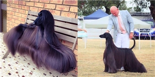 Dân tình đang phát sốt với nàng chó có bộ lông đẹp nhất thế giới