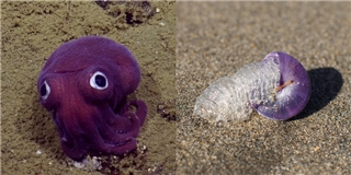 Sửng sốt với những sinh vật biển đáng yêu có màu tím như thể photoshop