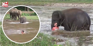 Hành động bất ngờ của chú voi con khi thấy người chết đuối