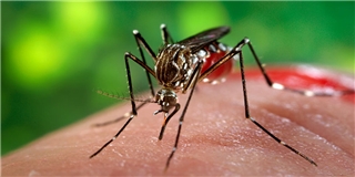 Chính thức công bố dịch Zika tại TP.HCM