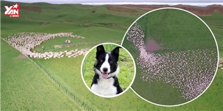 Ngoạn mục cảnh chó điều khiển hàng ngàn con cừu trên đồng cỏ