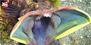 Khiếp sợ trước loài cá lạ có miệng phồng to như rắn hổ mang
