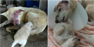 Rơi nước mắt cảnh chó mẹ bị thương nặng vẫn cố lết về cho con bú