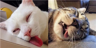 Cười ra nước mắt với bộ dạng ngáo đá của mèo khi ngủ